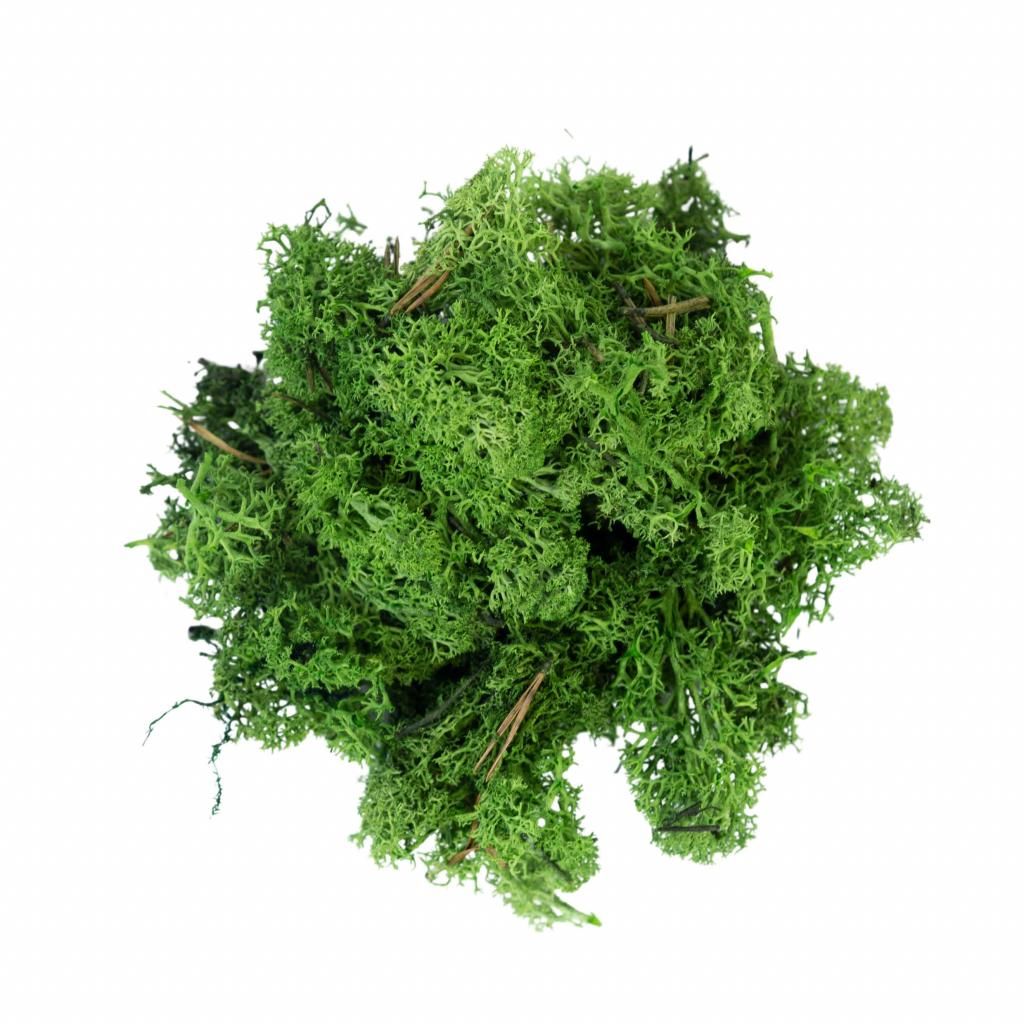 Reindeer moss - mørk grønn 500G