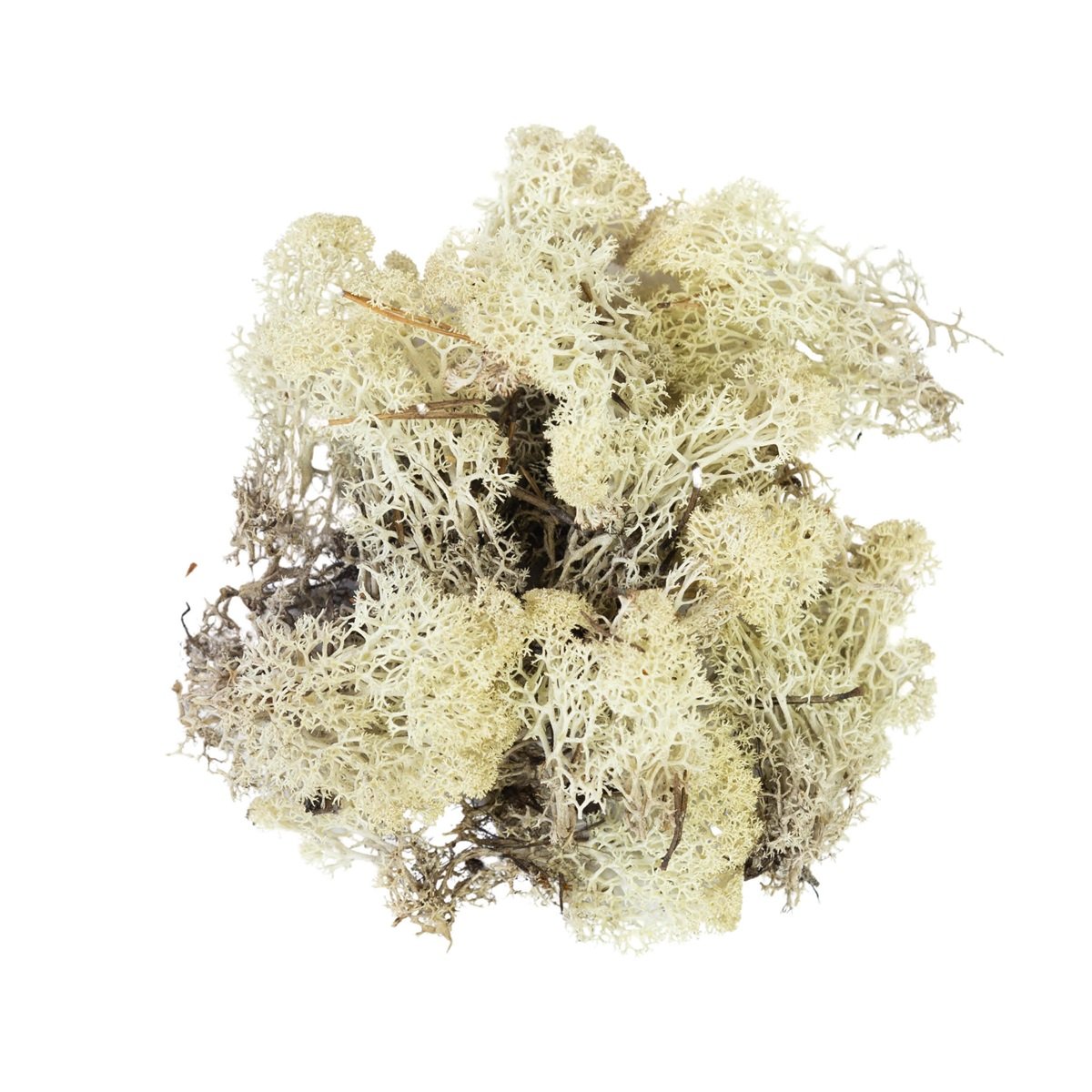 Reindeer moss - naturlig 500G